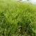 精品芦蒿专业种植合作社及销售