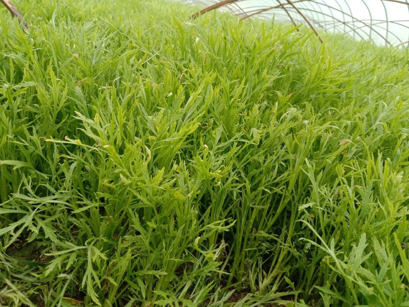 精品芦蒿专业种植合作社及销售