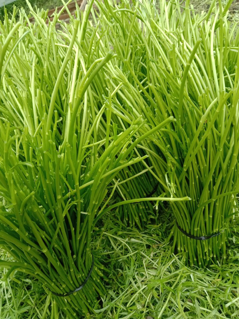 精品芦蒿专业种植合作社及销售