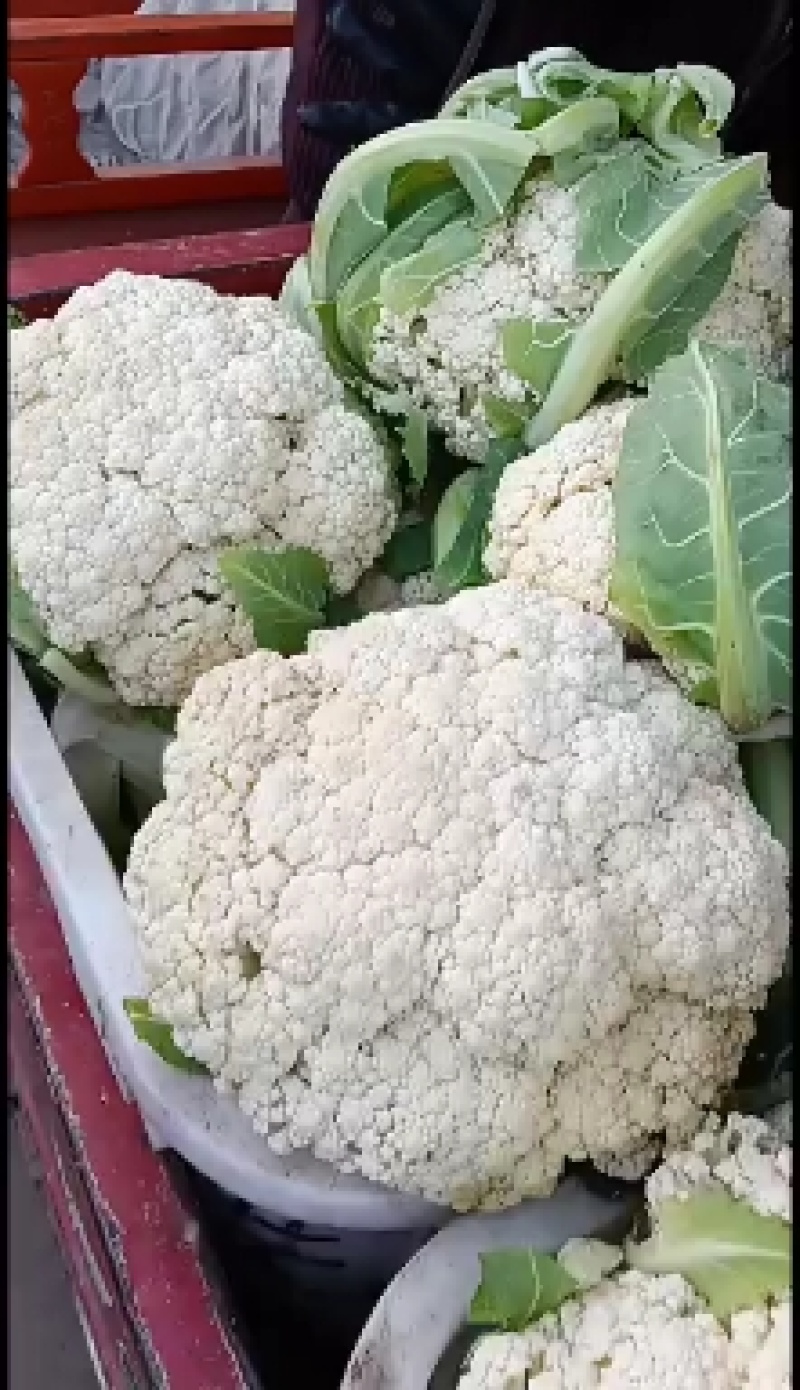 有机花白花菜包菜大白菜冬瓜南瓜甘蓝
