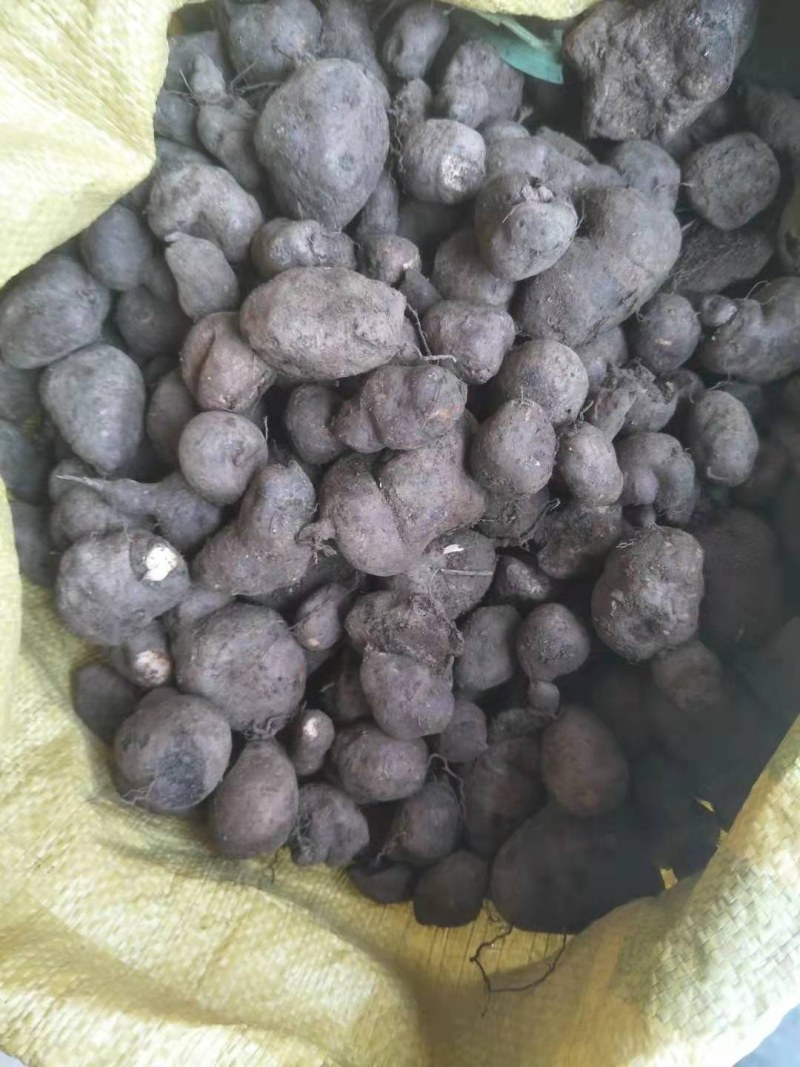 三叶青批发价需要的联系