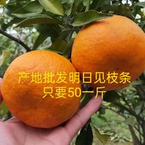 柑橘枝条明日见枝条枝条老熟品种保证一手货源