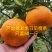 柑橘枝条明日见枝条枝条老熟品种保证一手货源