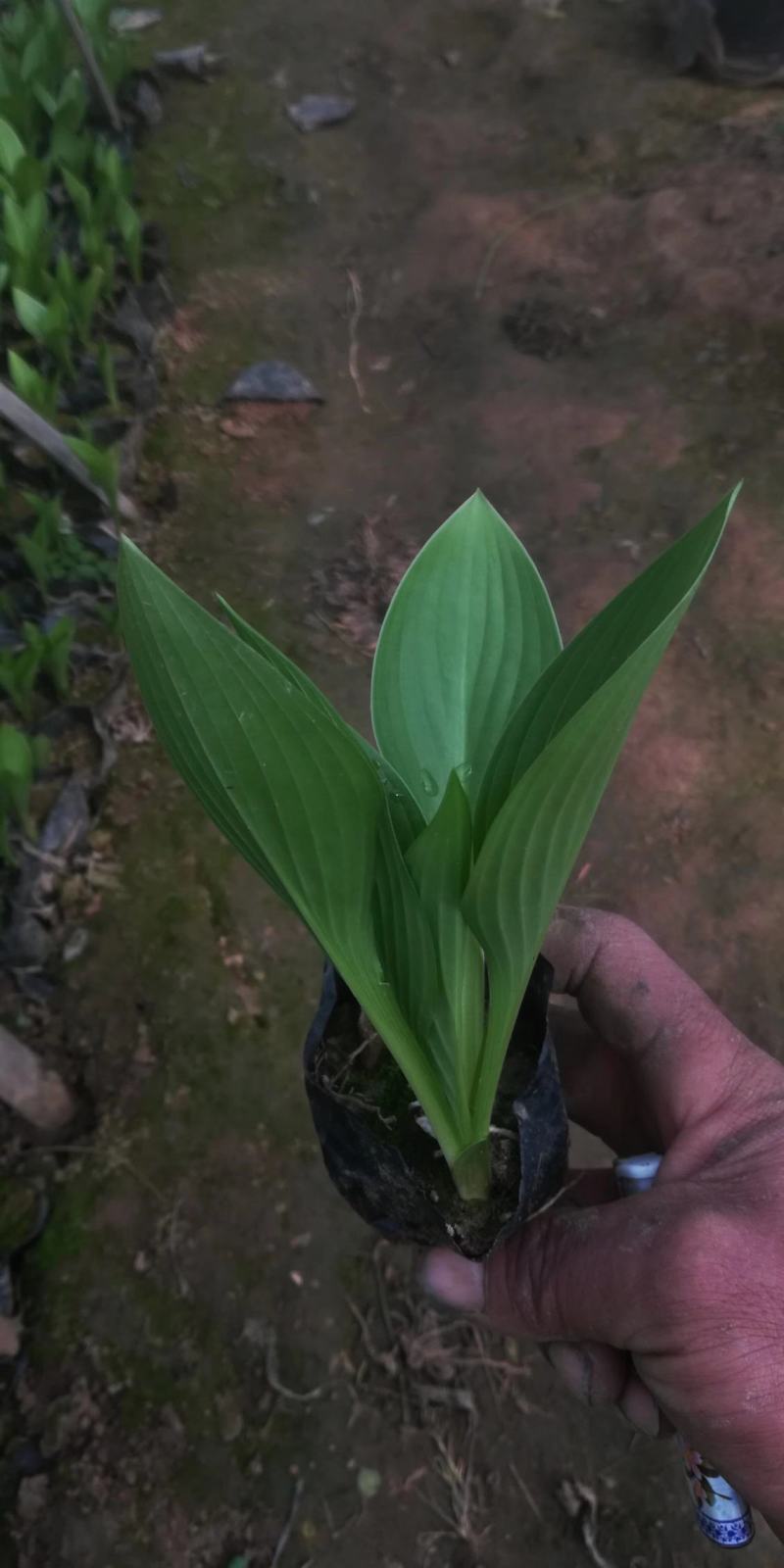紫花玉簪宿根类绿化苗木基地直