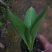 紫花玉簪宿根类绿化苗木基地直