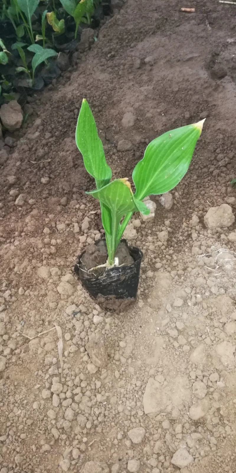 紫花玉簪宿根类绿化苗木基地直