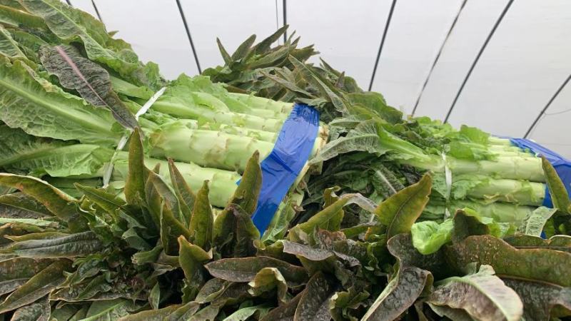 湖北莴苣，精品红尖叶莴笋基地直销，货源充足，支持视频看货