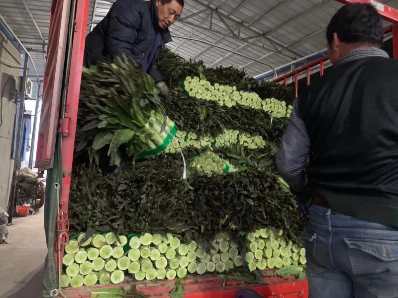 湖北莴苣，精品红尖叶莴笋基地直销，货源充足，支持视频看货