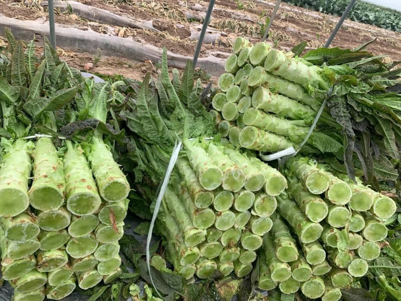 湖北莴苣，精品红尖叶莴笋基地直销，货源充足，支持视频看货