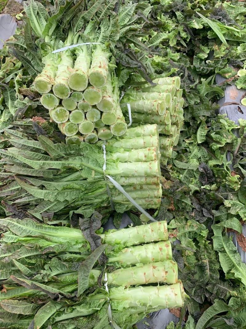 湖北莴苣，精品红尖叶莴笋基地直销，货源充足，支持视频看货