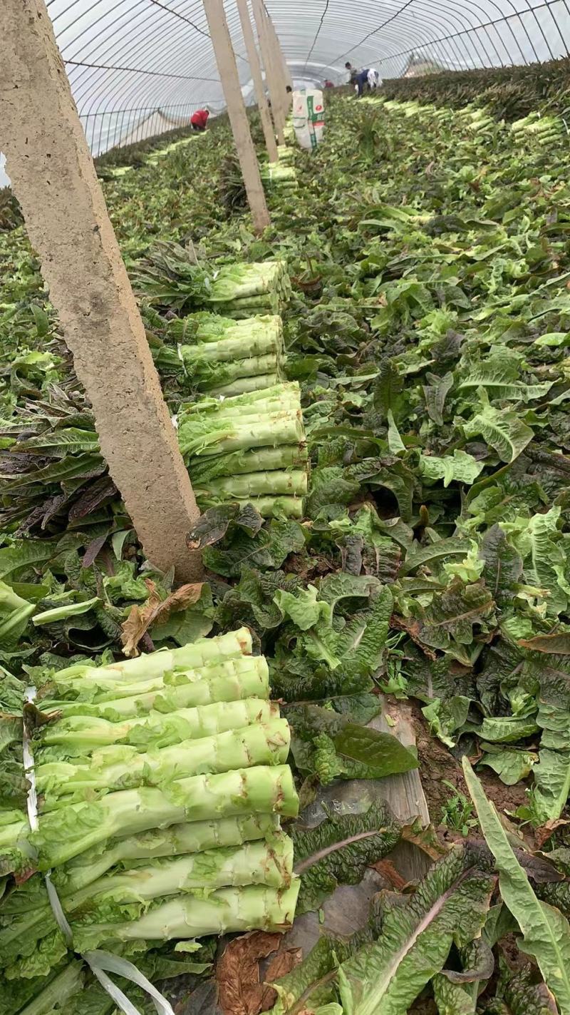 湖北莴苣，精品红尖叶莴笋基地直销，货源充足，支持视频看货