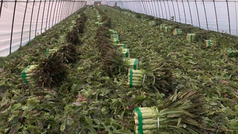 湖北莴苣，精品红尖叶莴笋基地直销，货源充足，支持视频看货
