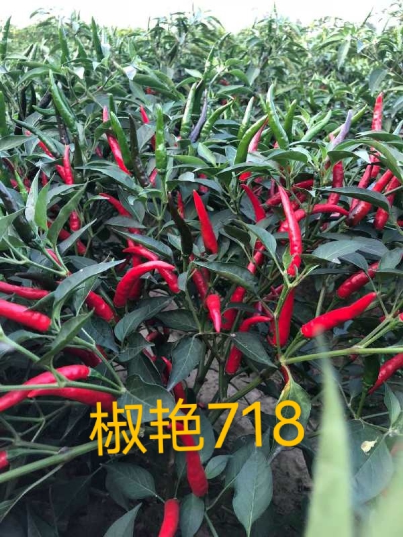 美人椒苗子，产量高，果长20公分，果肉厚