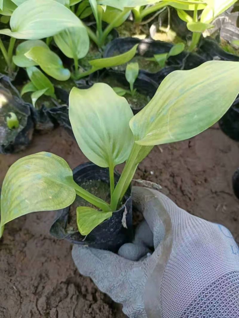 白花玉簪宿根类绿化苗木基地直发