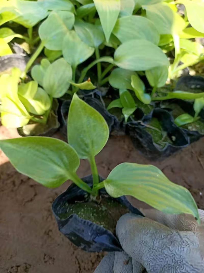 白花玉簪宿根类绿化苗木基地直发