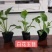 白花玉簪宿根类绿化苗木基地直发