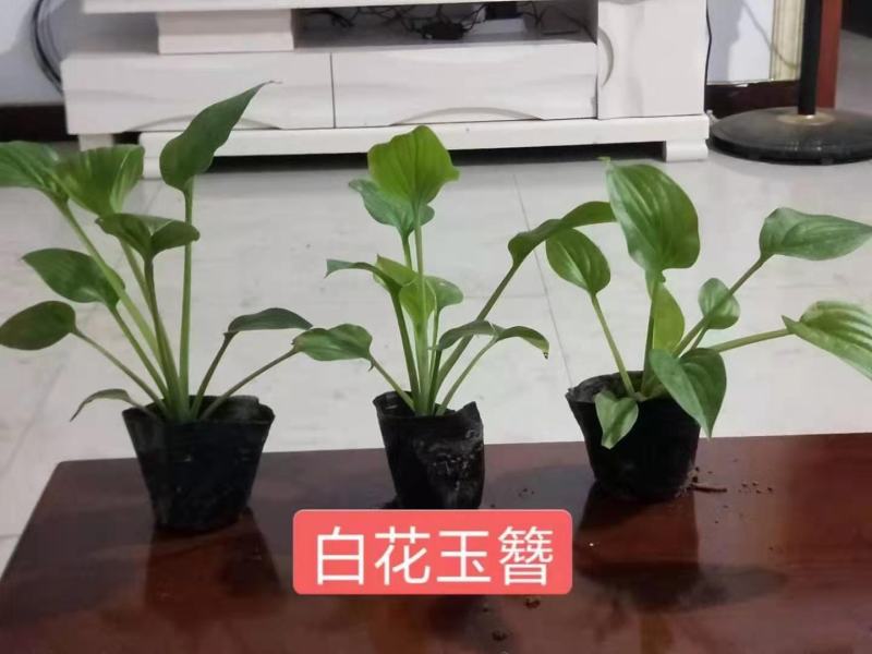 白花玉簪宿根类绿化苗木基地直发