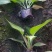白花玉簪宿根类绿化苗木基地直发