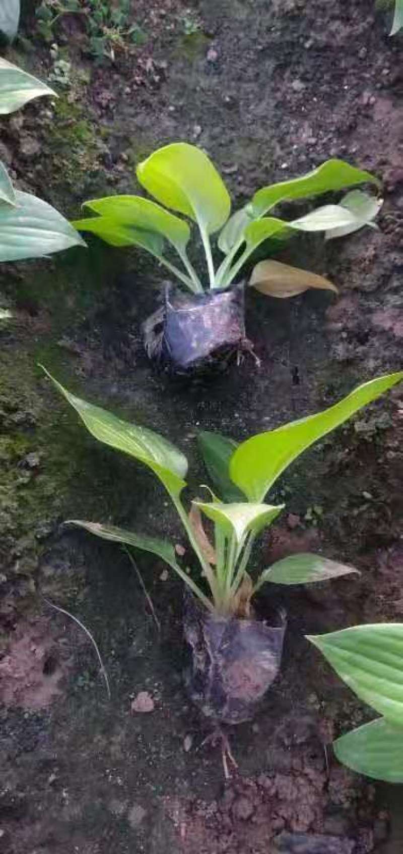 白花玉簪宿根类绿化苗木基地直发