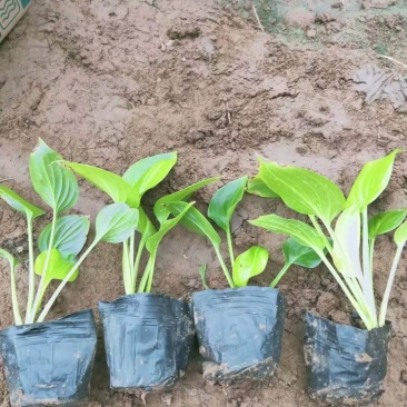 白花玉簪宿根类绿化苗木基地直发