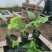 白花玉簪宿根类绿化苗木基地直发