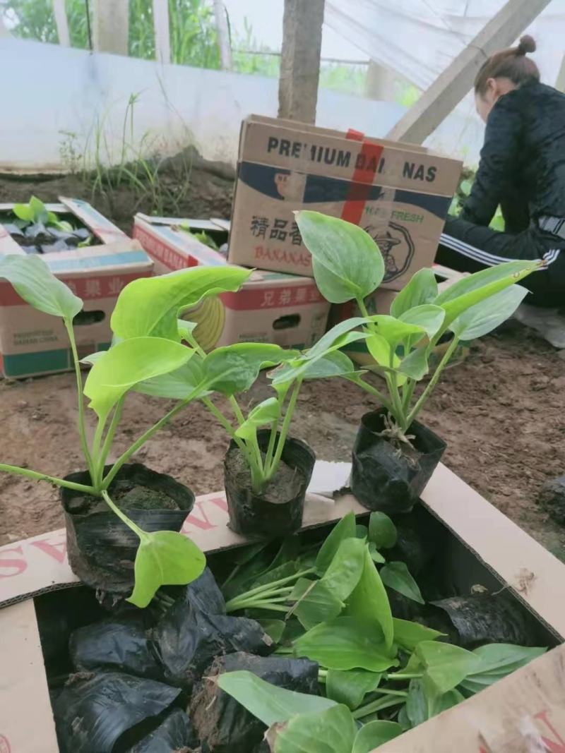 白花玉簪宿根类绿化苗木基地直发