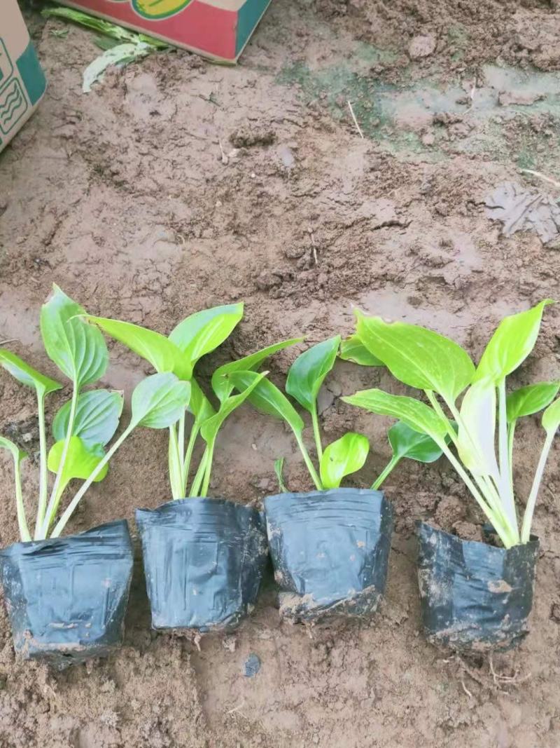 白花玉簪宿根类绿化苗木基地直发