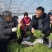 青净芦蒿，万亩基地大量上市，物美价廉，品质保证，诚信为本