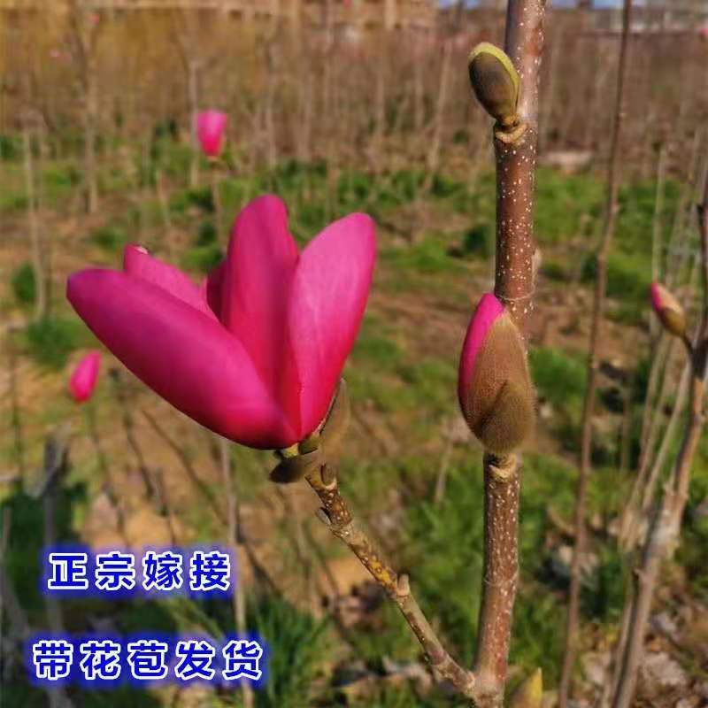 紫玉兰树苗娇红一号玉兰苗嫁接玉兰花苗红玉兰盆栽黄玉兰树苗