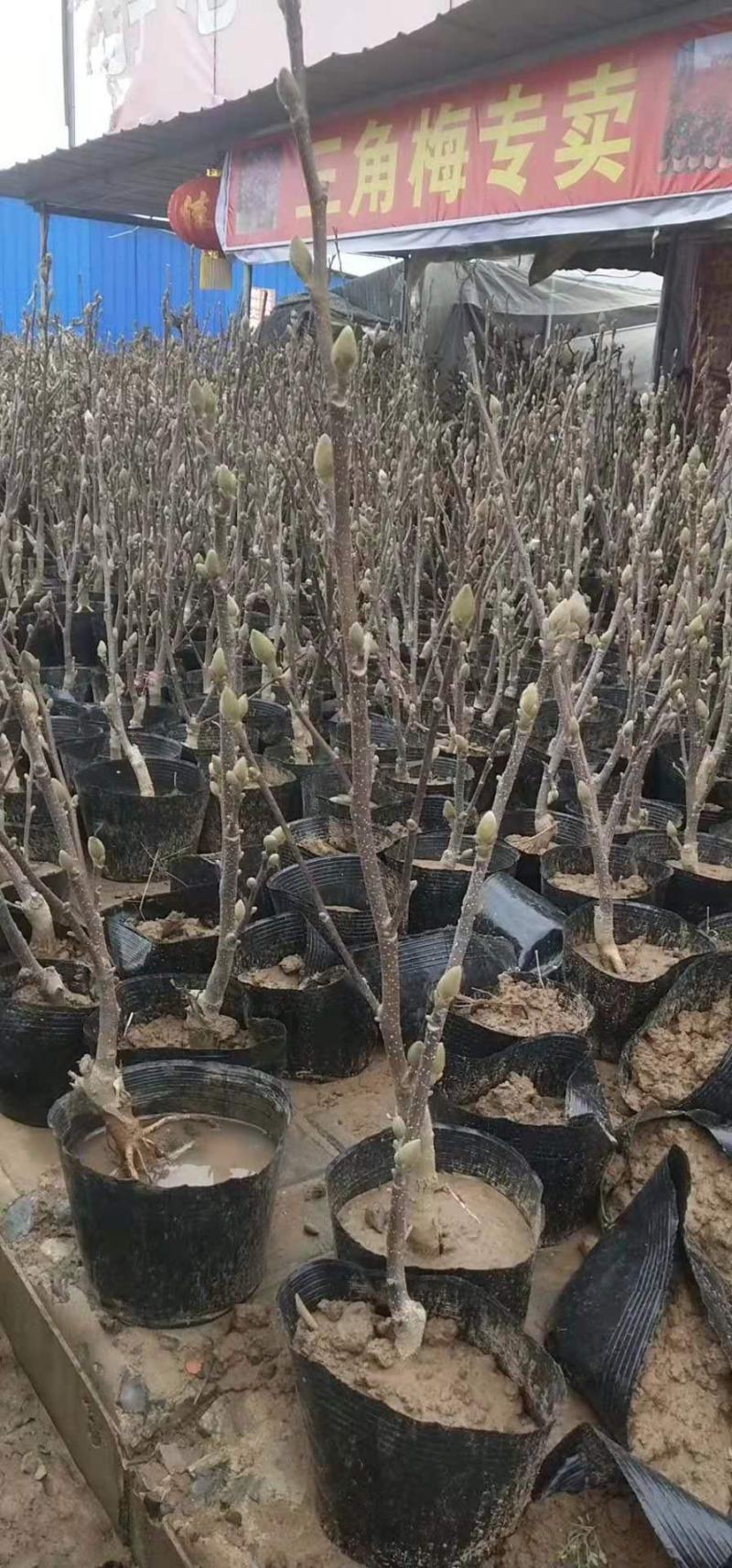 紫玉兰树苗娇红一号玉兰苗嫁接玉兰花苗红玉兰盆栽黄玉兰树苗