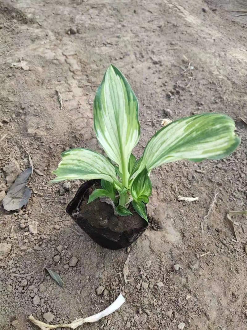 花叶玉簪宿根类绿化苗木基地直发