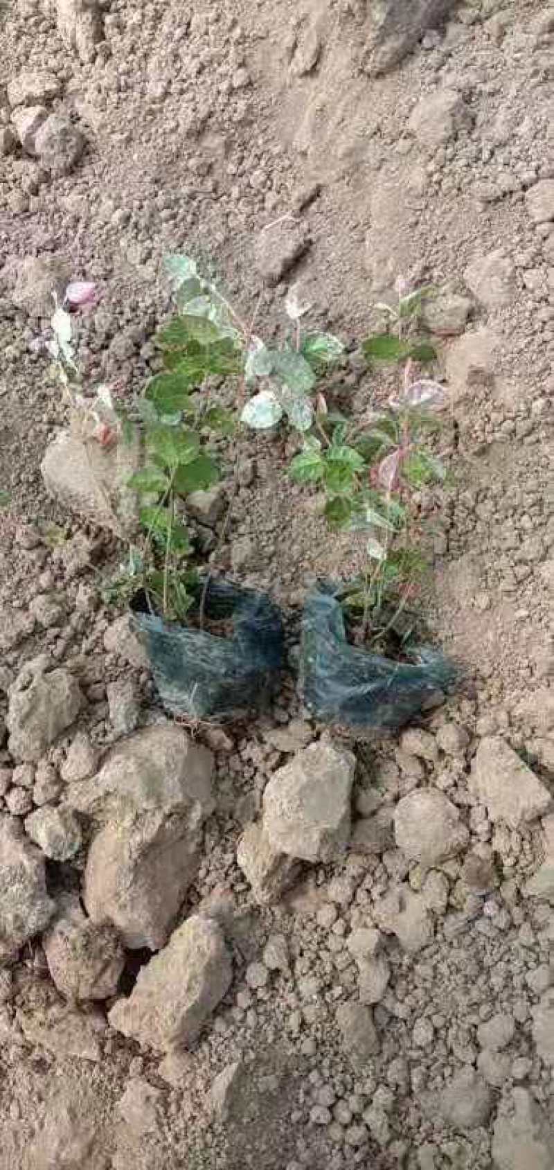 花叶洛石宿根类绿化苗木基地直发
