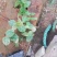 花叶洛石宿根类绿化苗木基地直发
