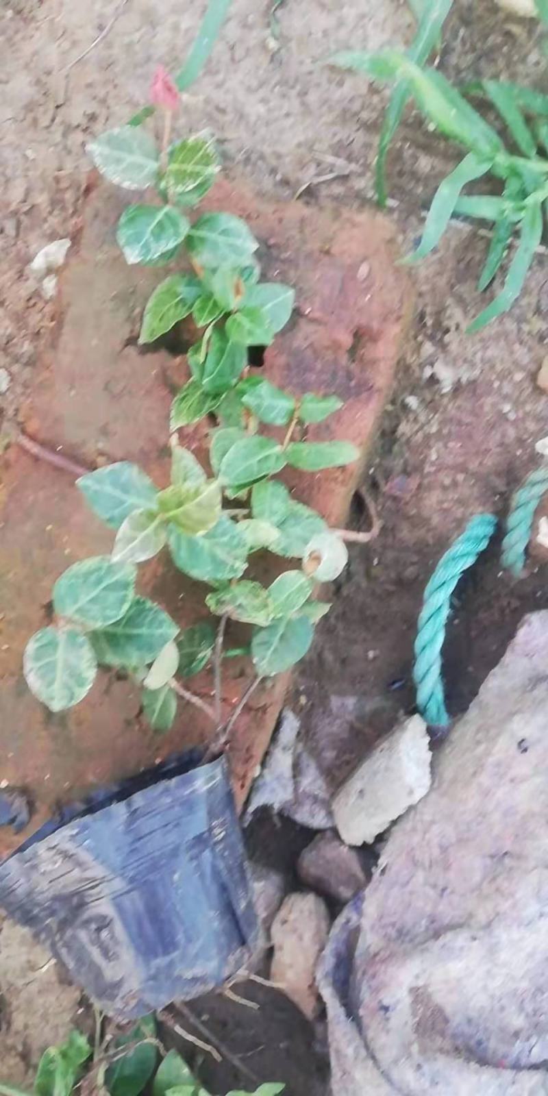 花叶洛石宿根类绿化苗木基地直发