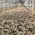 花叶洛石宿根类绿化苗木基地直发
