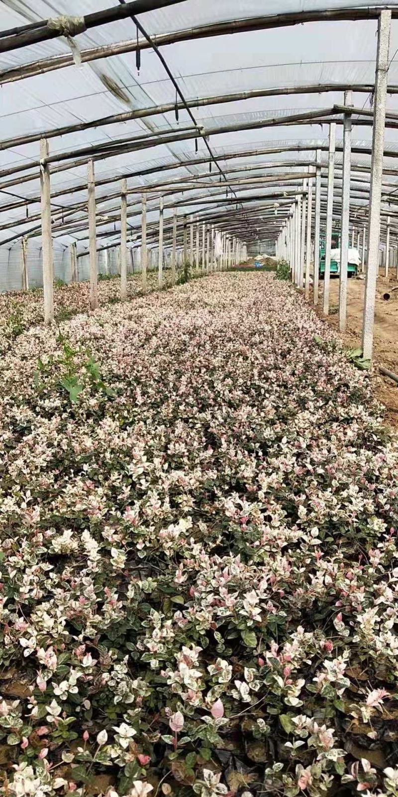 花叶洛石宿根类绿化苗木基地直发