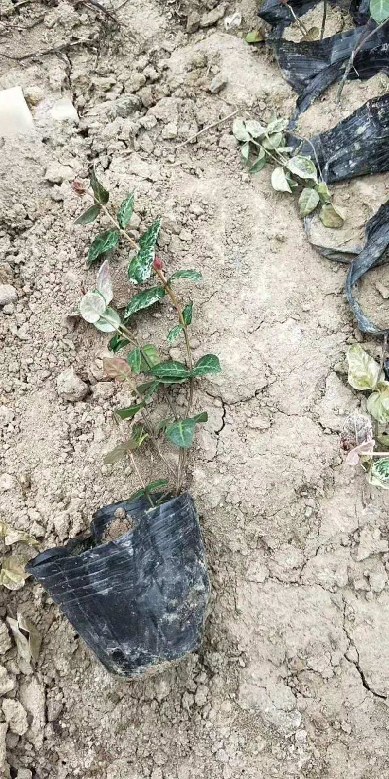 花叶洛石宿根类绿化苗木基地直发