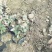 花叶洛石宿根类绿化苗木基地直发
