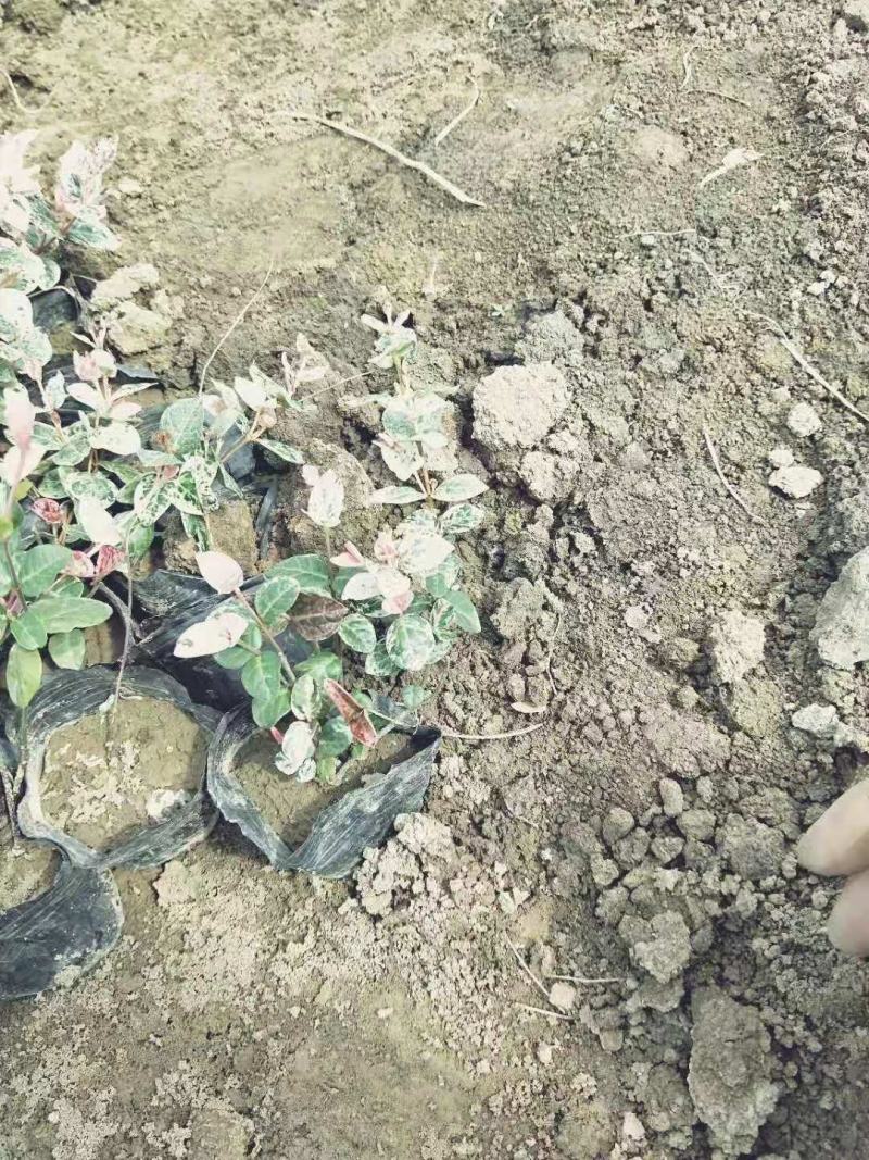 花叶洛石宿根类绿化苗木基地直发