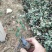 花叶洛石宿根类绿化苗木基地直发