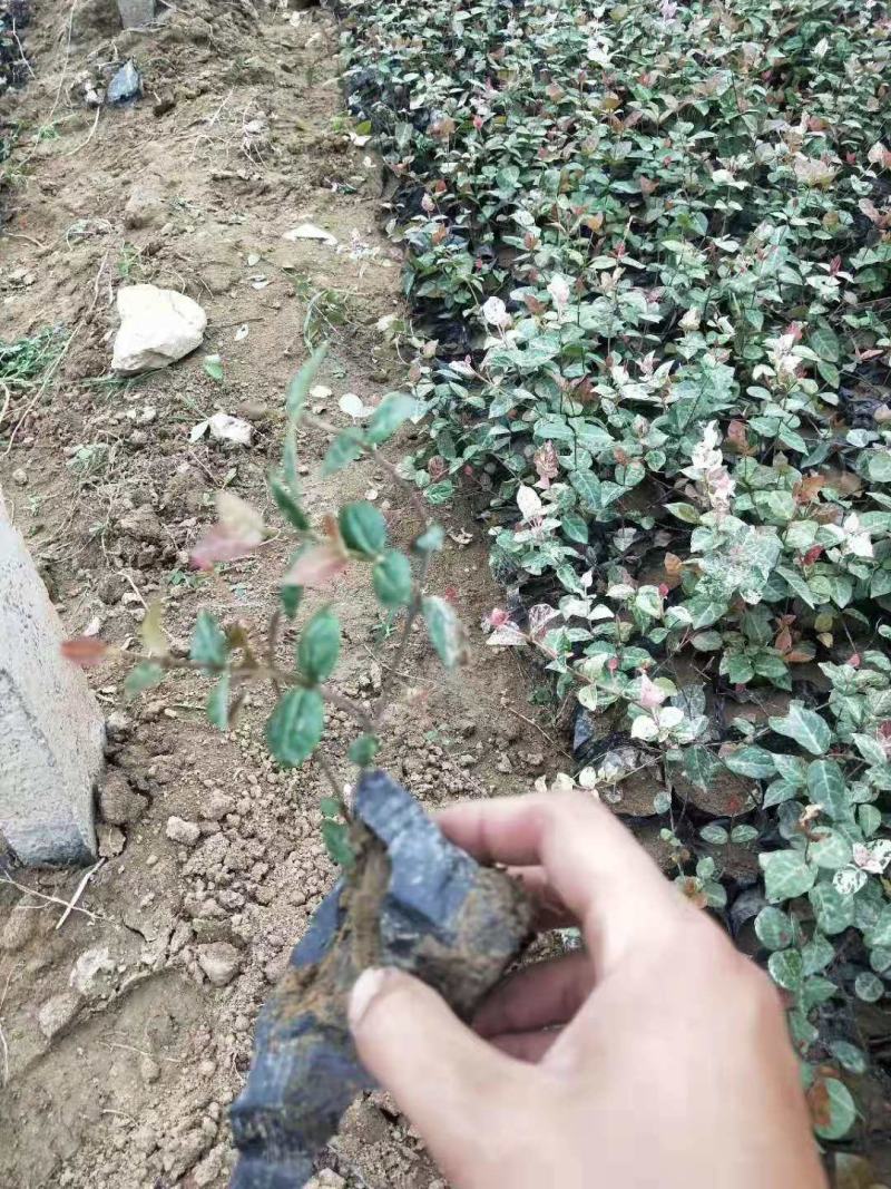花叶洛石宿根类绿化苗木基地直发