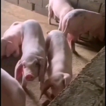 长太二元母猪（买十头送一公猪）防疫到位，产仔后付款