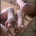 长太二元母猪（买十头送一公猪）防疫到位，产仔后付款