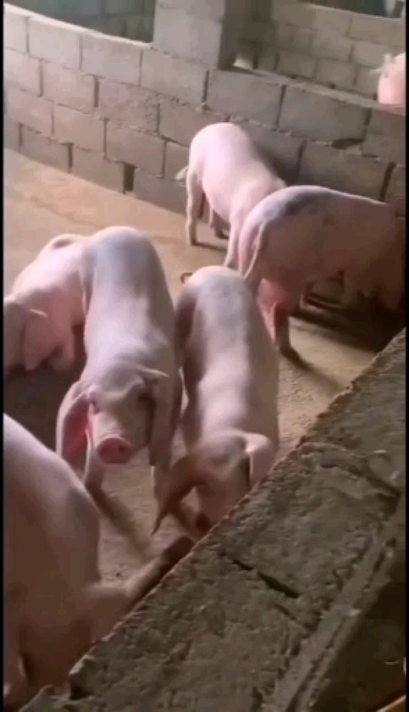 长太二元母猪（买十头送一公猪）防疫到位，产仔后付款