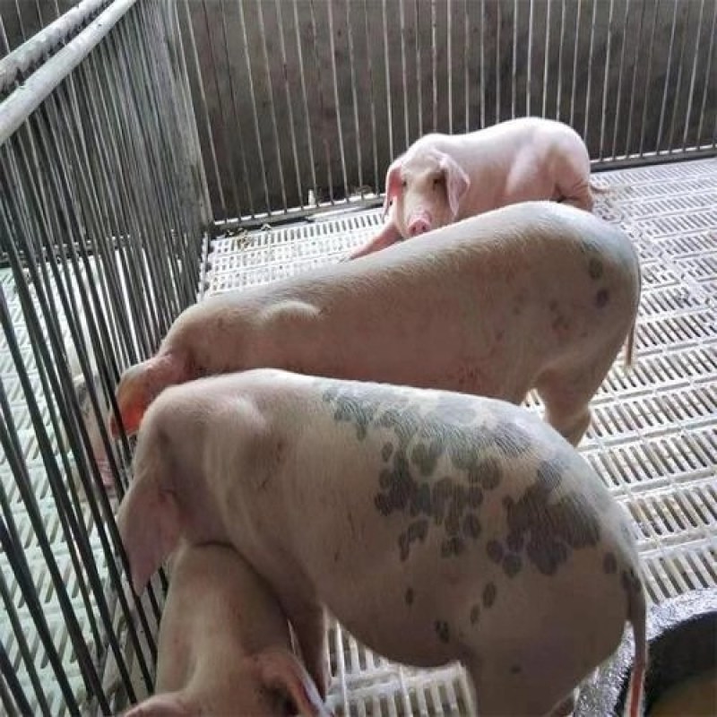 长太二元母猪（买十头送一公猪）防疫到位，产仔后付款