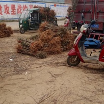 黄桃苗，锦绣黄桃苗，基地直销，现起现挖，各种规格都有