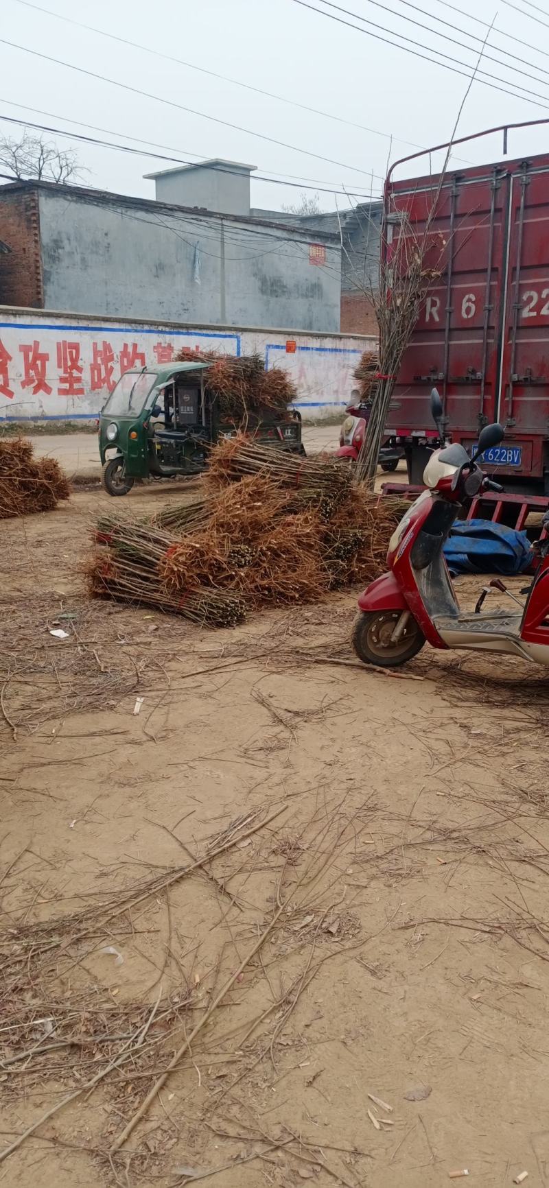 黄桃苗，锦绣黄桃苗，基地直销，现起现挖，各种规格都有