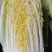 大白菜黄心白菜、青杂3号、秋晓白菜、鸡腿白菜基地直销