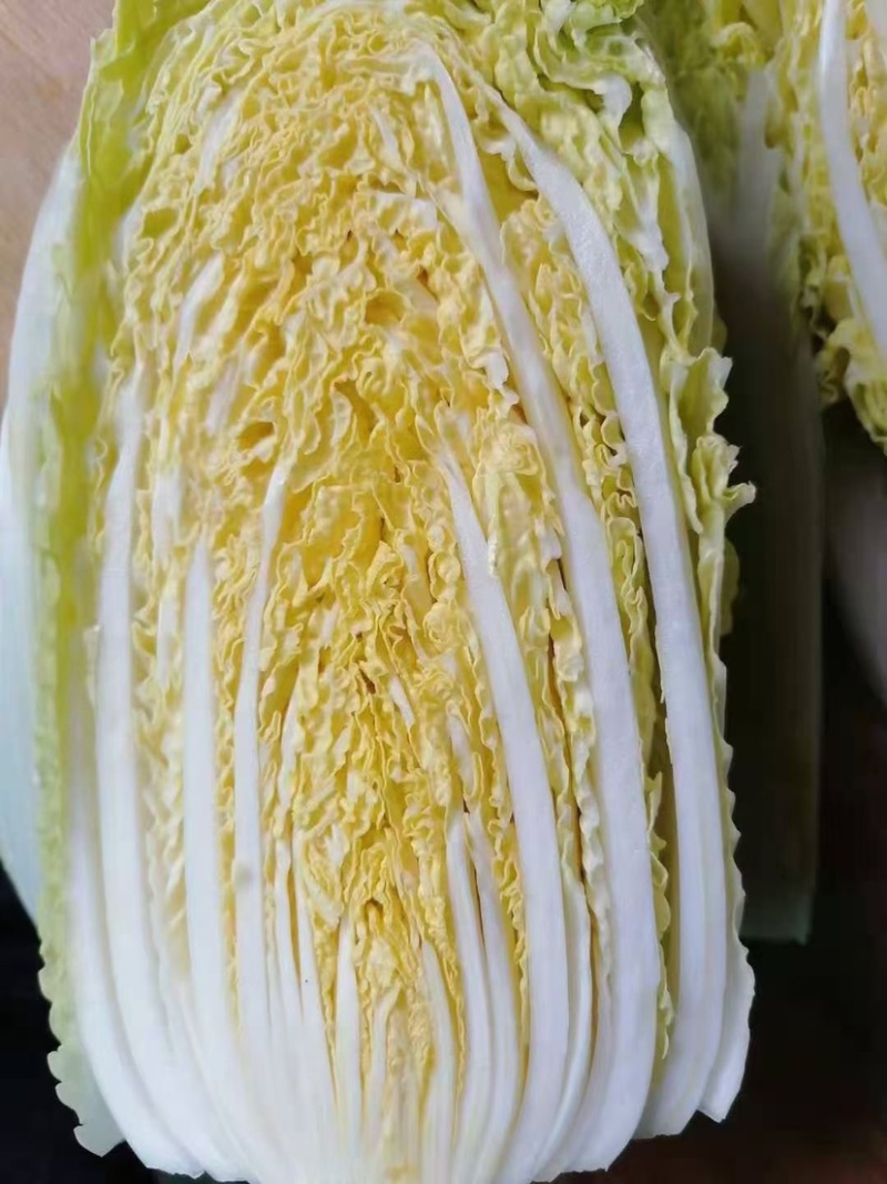 大白菜黄心白菜、青杂3号、秋晓白菜、鸡腿白菜基地直销