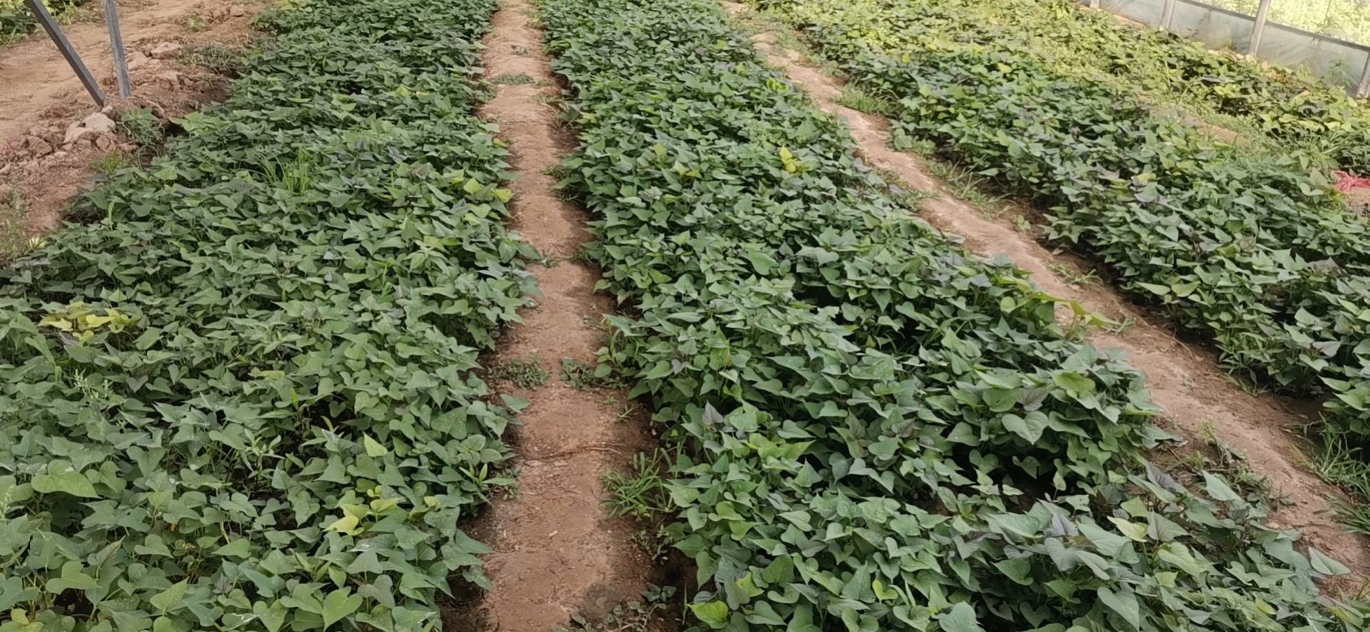 荷兰十五土豆田间生长实景